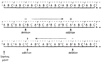 This diagram shows three strands of mRNA. The top strand has eight sequential codons of ABC. The middle strand also has eight codons, but a deletion in the third codon and an addition in the sixth codon causes a frameshift that results in four codons with a BCA sequence.  In contrast, an addition in the third codon and a deletion in the sixth codon in the bottom strand causes an opposite frameshift that results in four codons with a CAB sequence.